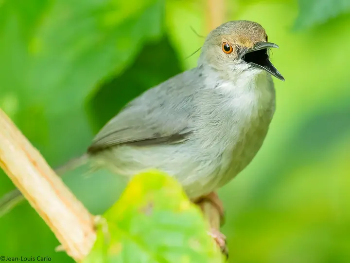 Long-billed tailorbird, Artisornis moreaui, East Usambara Mountains, Tanzania