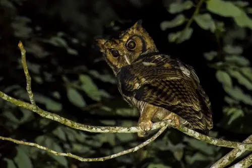 Usambara eagle-owl, Ketupa vosseleri, East Usambara Mountains, Tanzania