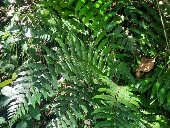 Tree fern, Cyathea, along a shaded stream in East Usambara forest, Tanzania