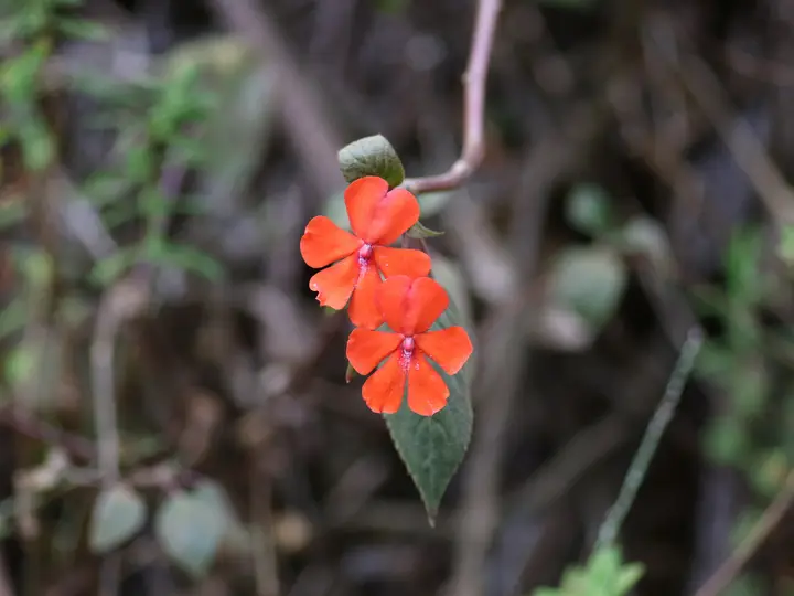 Forest balsam, Impatiens, in the understorey of an East Usambara forest, Tanzania