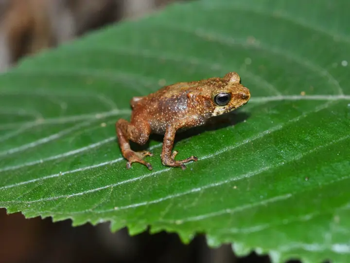 Tornier's forest toad, Nectophrynoides tornieri, East Usambara Mountains, Tanzania