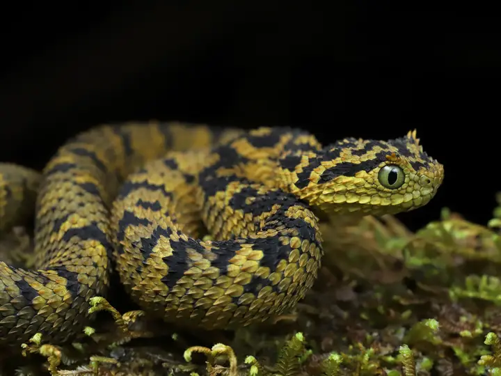 Usambara bush viper, Atheris ceratophora, East Usambara Mountains, Tanzania