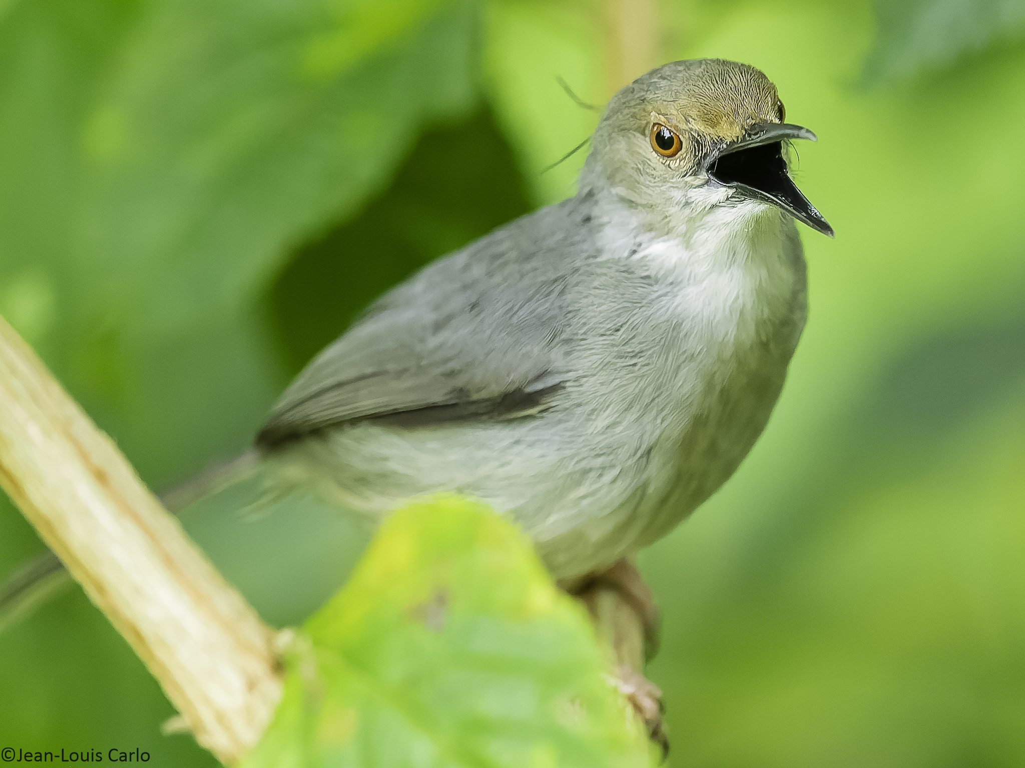 Artisornis moreaui, Langschnabel-Schneidervogel