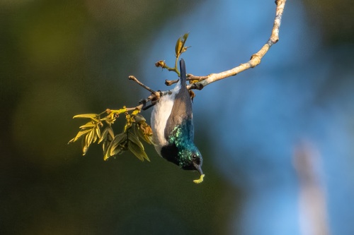 Hedydipna pallidigaster, Amani-Nektarvogel