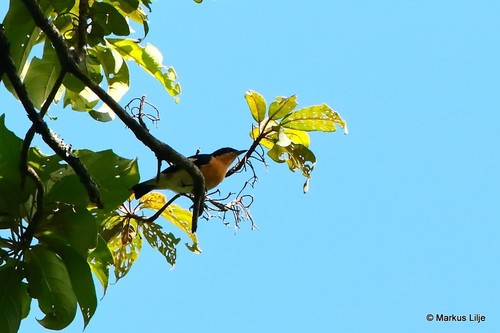Hyliota usambara, Usambara-Hyliota