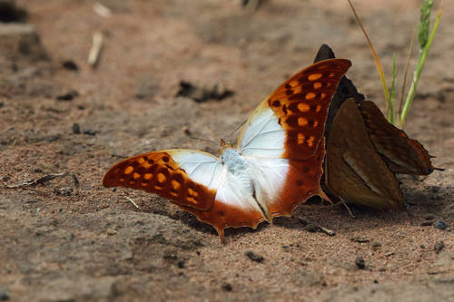 Charaxes, Waldschmetterling