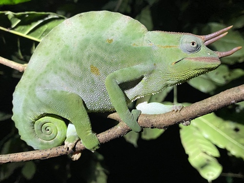 Trioceros deremensis, Usambara-Dreihornchamäleon