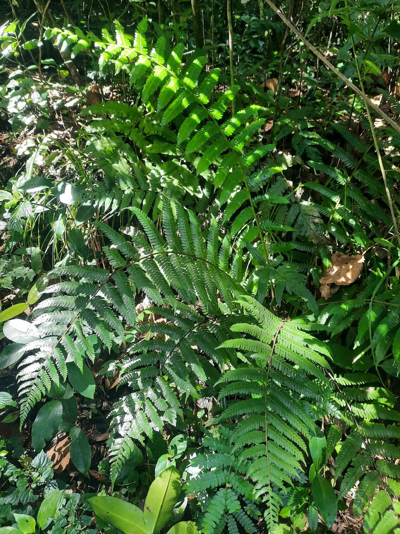 Cyathea, Baumfarn