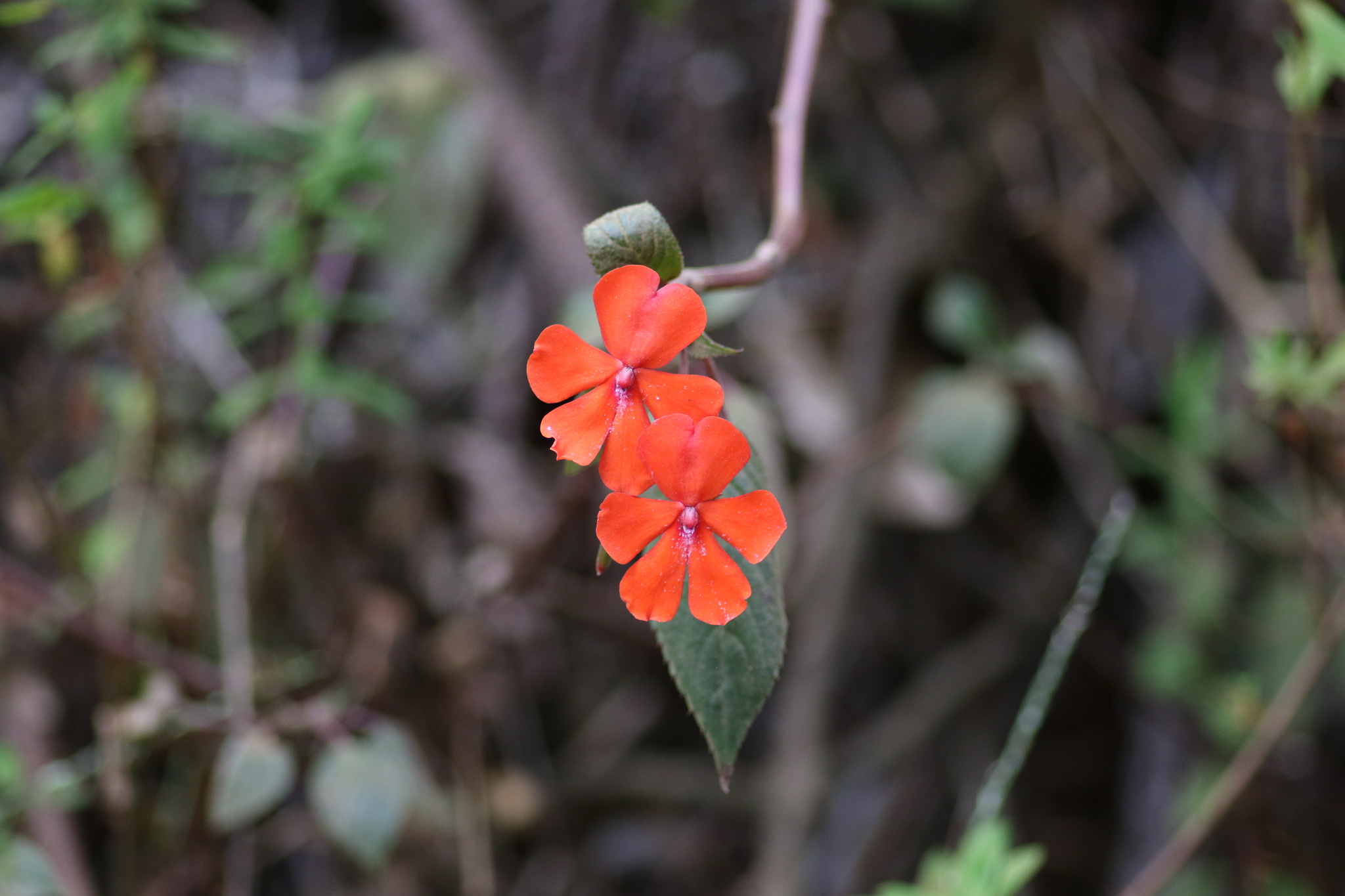 Impatiens, Wald-Springkraut