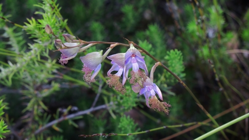 Orchidaceae, Aufsitzer-Orchidee