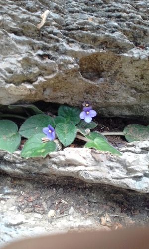 Streptocarpus ionanthus, Usambaraveilchen