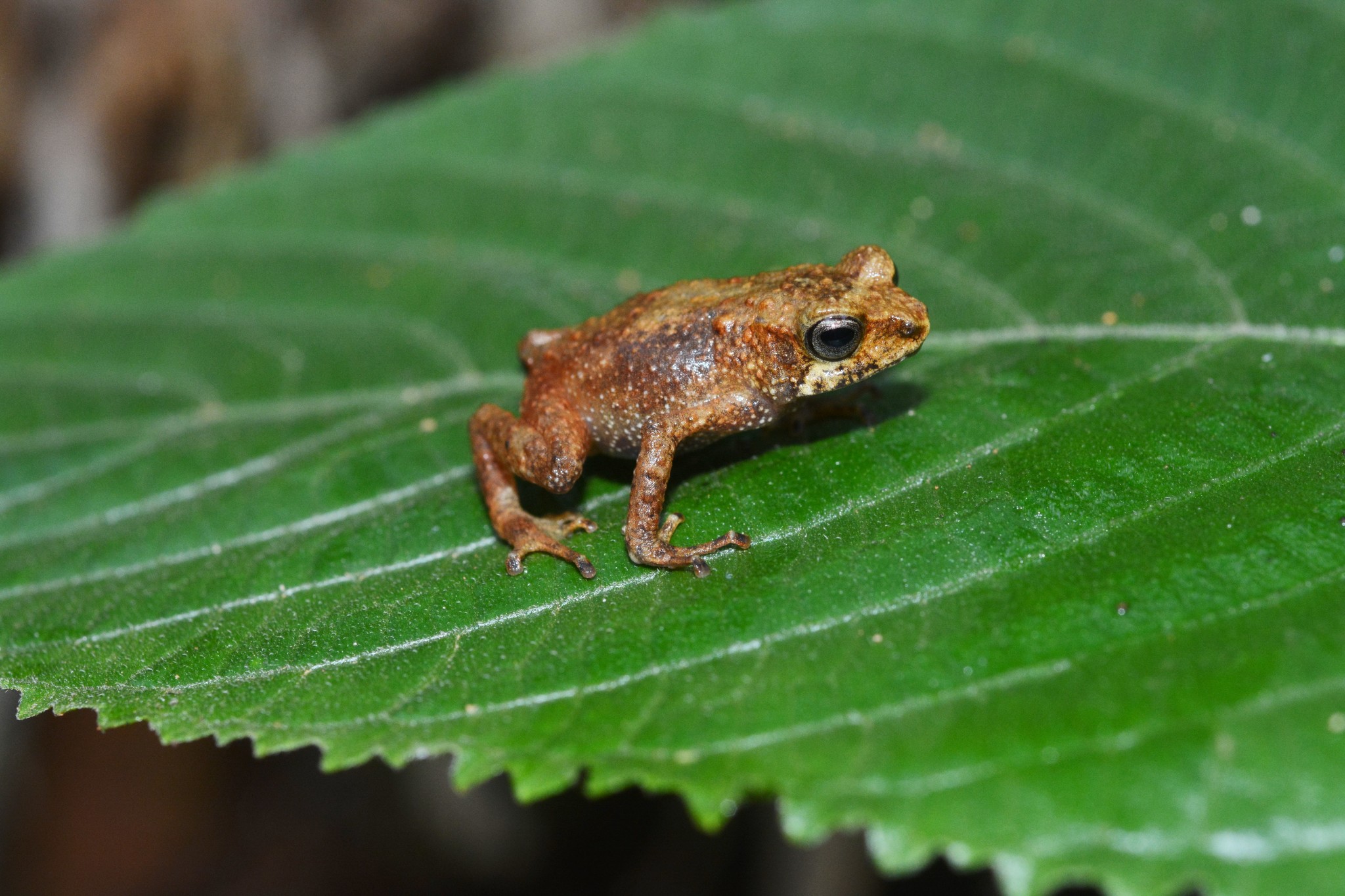 Nectophrynoides tornieri, Tornier-Waldkröte