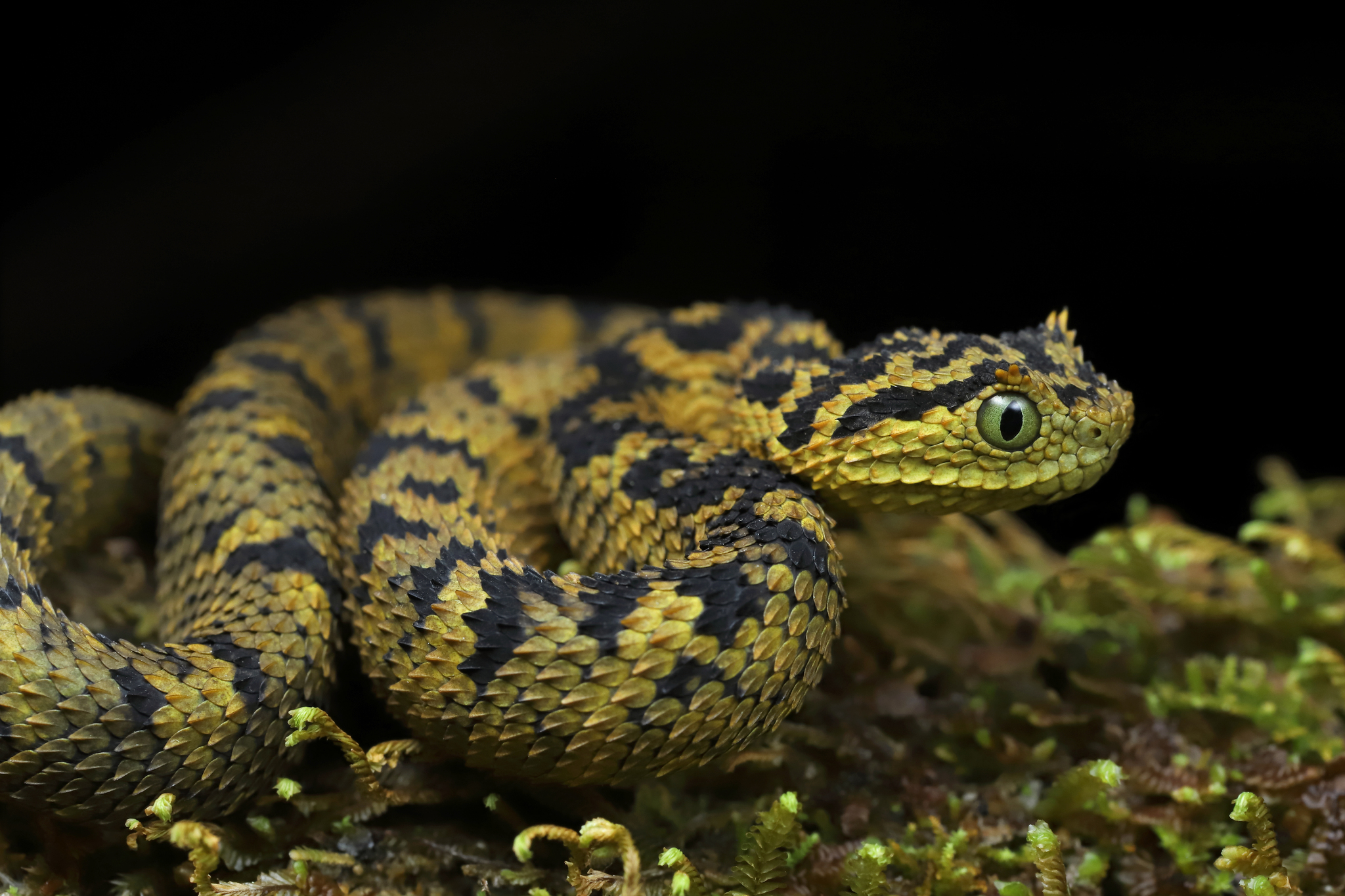 Atheris ceratophora, Usambara-Buschviper